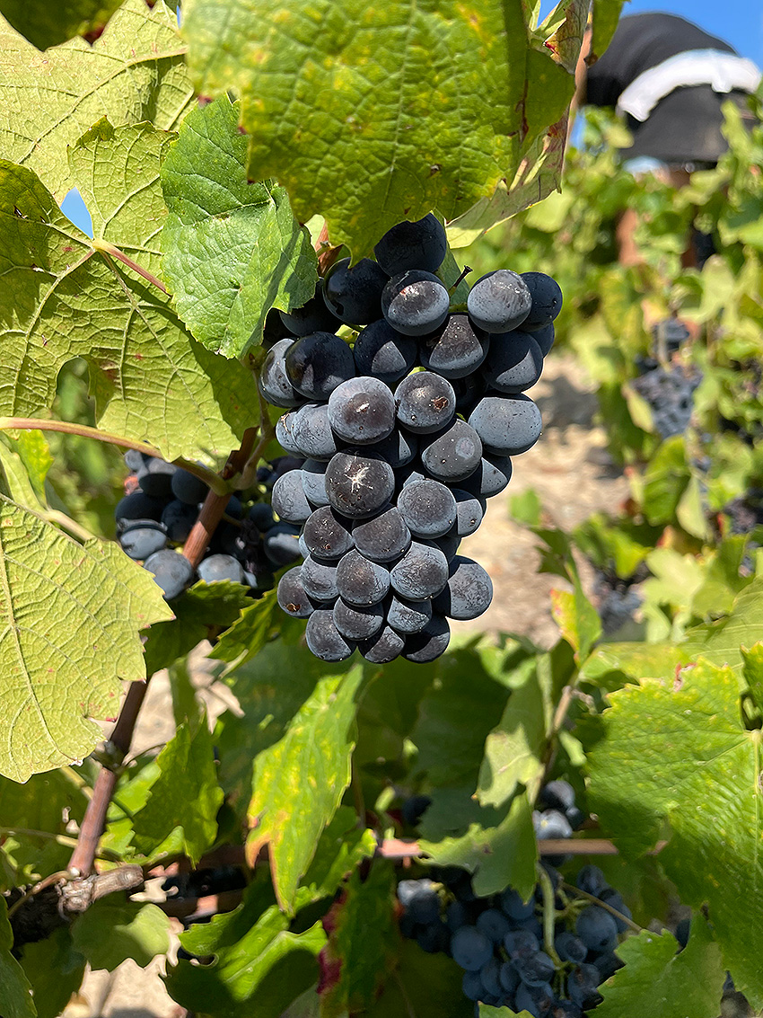 bunchofgrape 